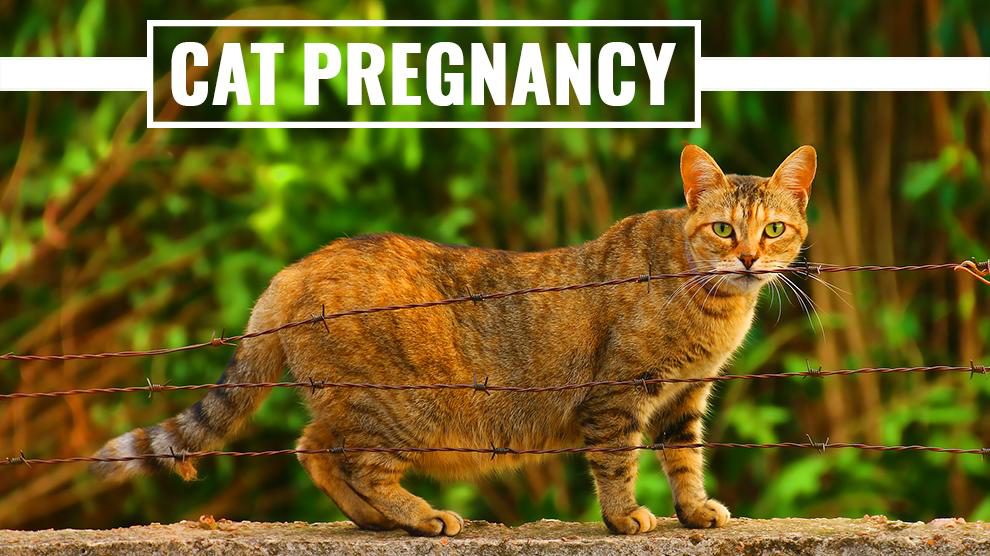 Cat Pregnancy - To Tell If A Cat Is Pregnant? And All You Want To Know - Petmoo