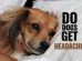 Do Dogs Get Headaches?