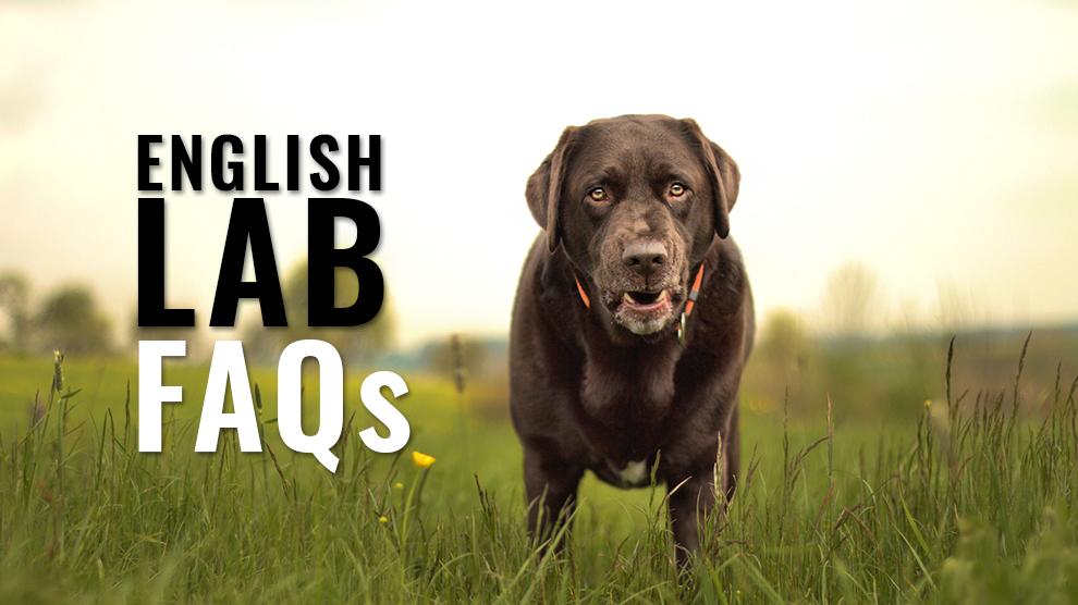 are english labradors hypoallergenic