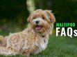 Maltipoo FAQs