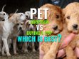 Pet Adoption Vs Buying A Pup