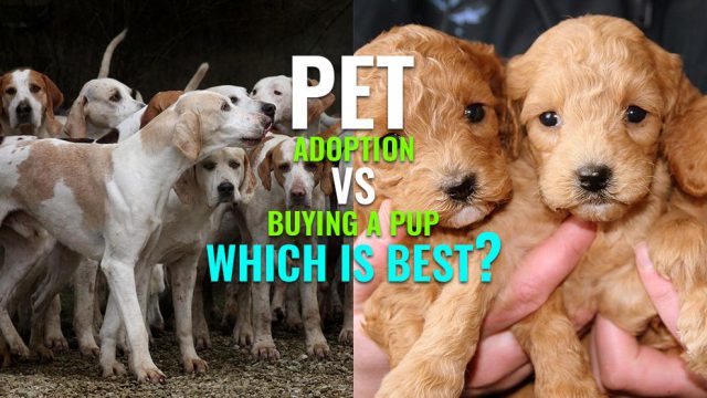 Pet Adoption Vs Buying A Pup - Which Is Best? - Petmoo