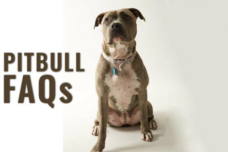 Pitbull FAQs