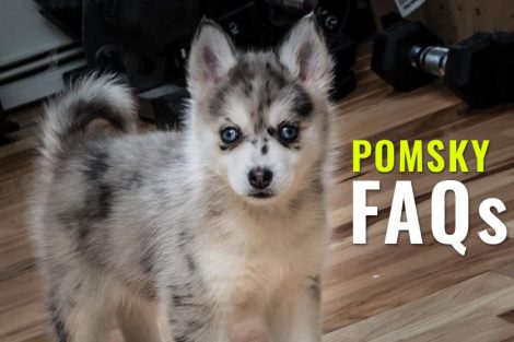 Pomsky FAQs