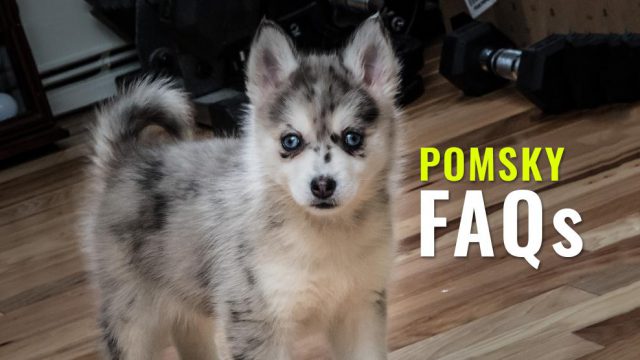 Pomsky FAQs - Questions And Answers On The Pomsky Breed - Petmoo