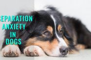 Separation Anxiety In Dogs