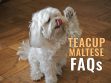 Teacup Maltese FAQs