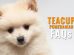 Teacup pomeranian FAQs