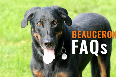 beauceron FAQs