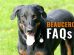 beauceron FAQs