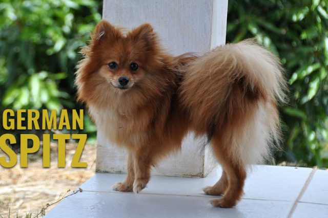 German Spitz