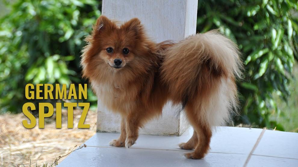 German Spitz Unique Facts And Dog Breed Information Petmoo