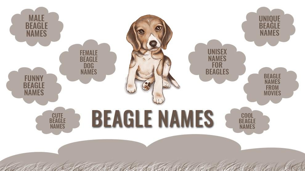 Unique Names For Your Beagle Puppy 