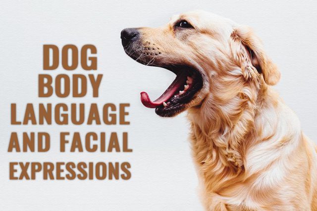 Dog Body Language And Facial Expressions