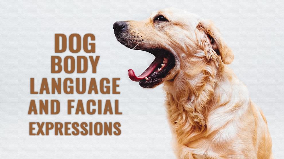 can dogs read facial expressions