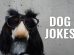 Dog Jokes