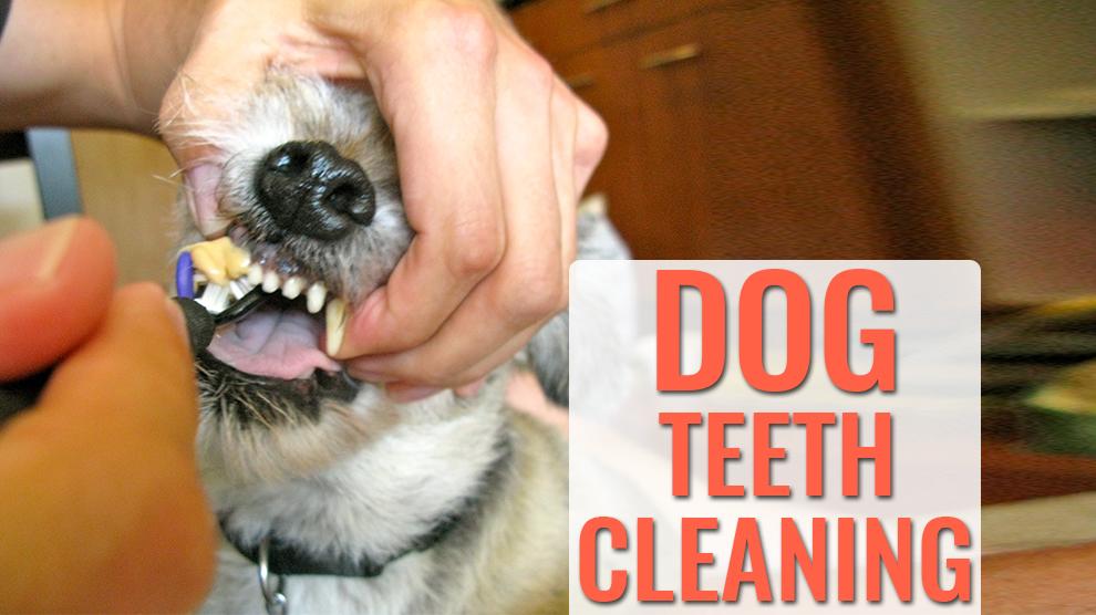 What To Expect After Dog Gets Teeth Cleaned
