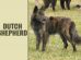 Dutch Shepherd