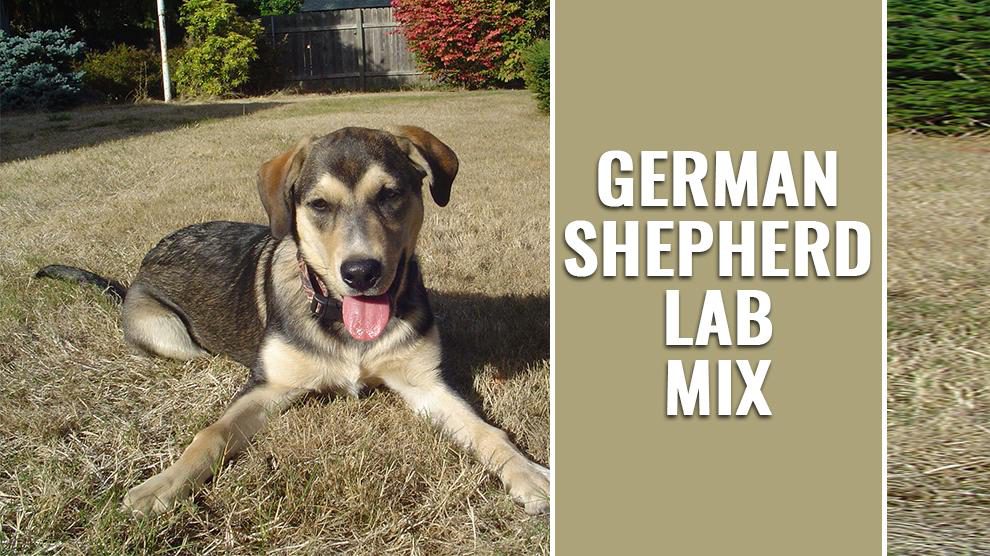 yellow lab german shepherd mix