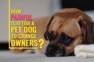 How Painful Is It For A Pet Dog To Change Owners?