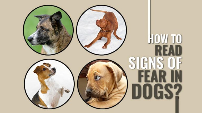 How To Easily Identify Signs Of Fear In Dogs? - Petmoo