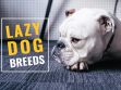 Lazy Dog Breeds