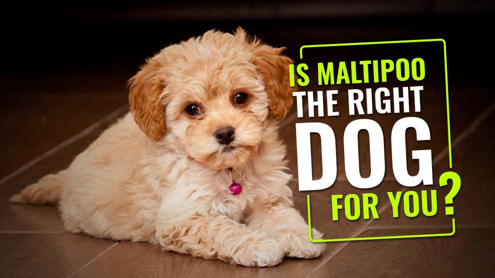 Is Maltipoo The Right Dog For You?