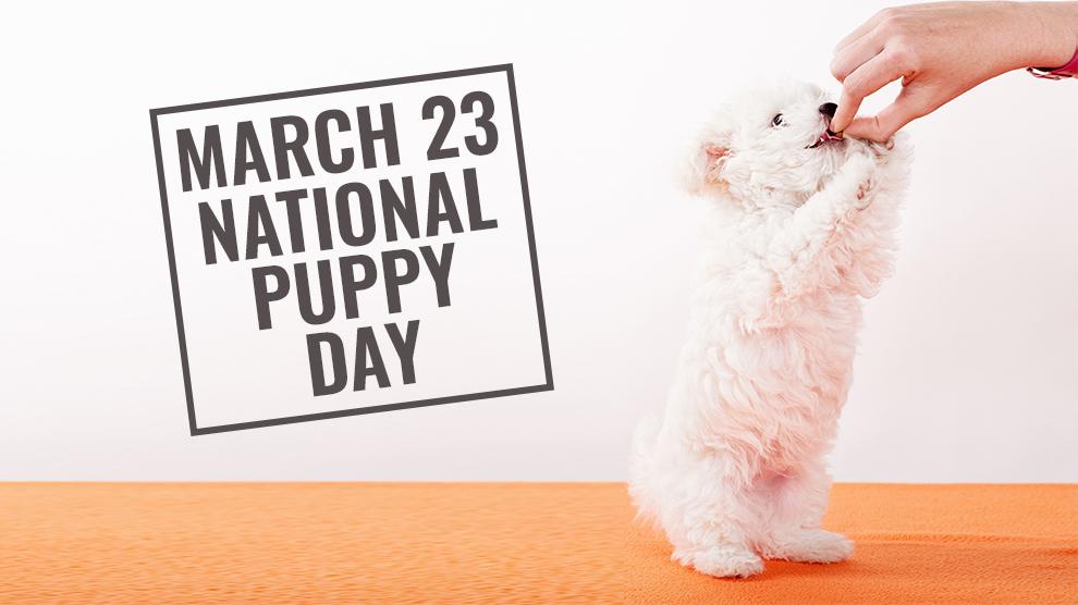 National Puppy Day (March 23rd) Puppy Love Is The Magical Love! Petmoo