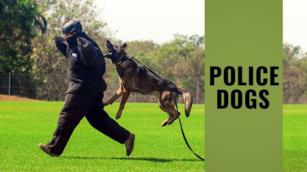 types of police dogs