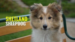 Shetland Sheepdog