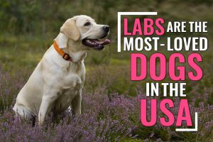 Labrador Retrievers Are The Most Loved Dogs In America