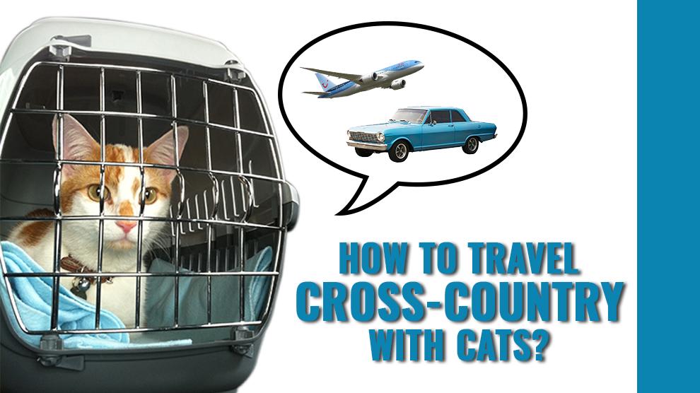 Best way to transport cats cross country hotsell