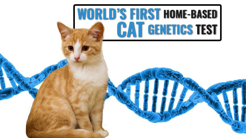 Cat DNA Test Can Explain Your Feline’s Breed Ancestry