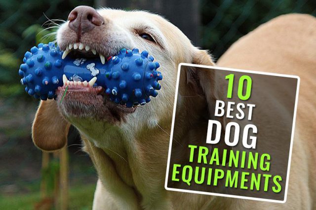 Dog Training Equipment