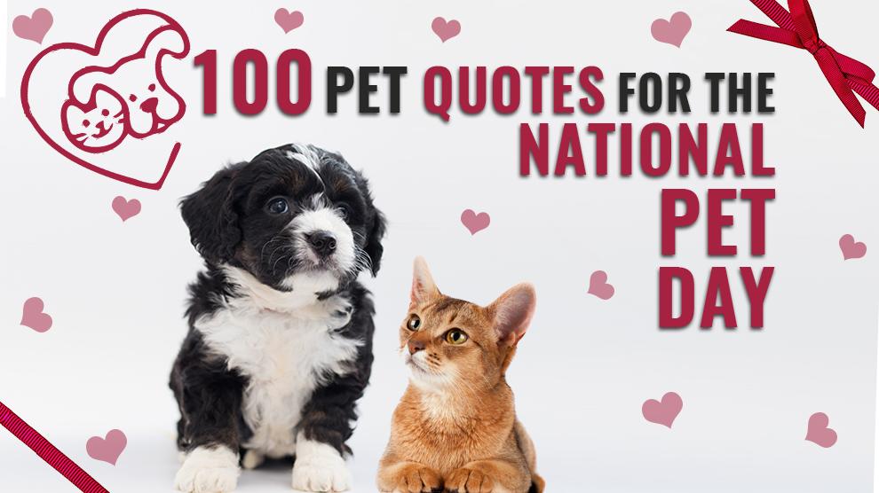 100 Awesome Pet Quotes For The National Pet Day Petmoo
