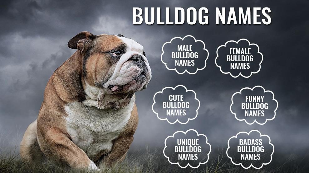 cool bulldog names