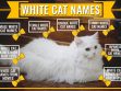 White Cat Names