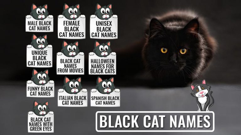 black-cat-names-225-unique-and-cool-names-petmoo