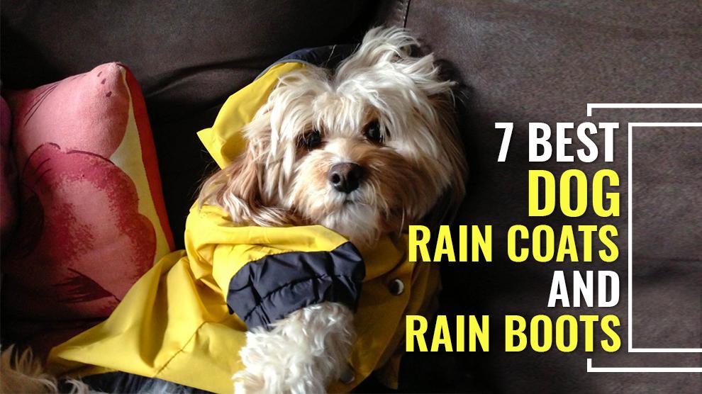 best dog rain boots