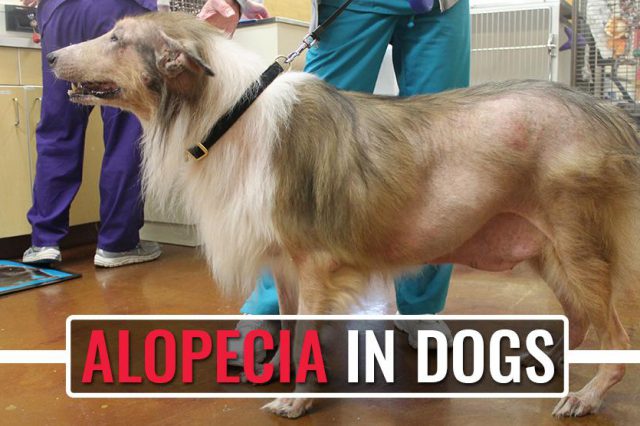 What Is Alabama Rot In Dogs Symptoms And Treatments Petmoo   Alopecia In Dogs 640x426 