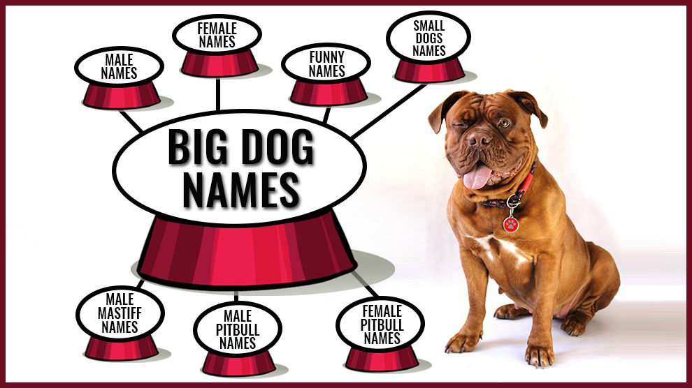 160 Best Big Dog Names Backed With Full Meanings Petmoo