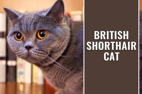 British Shorthair Cat