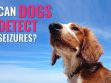 Can Dogs Detect Seizures