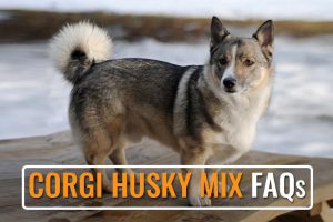 Corgi Husky Mix FAQs