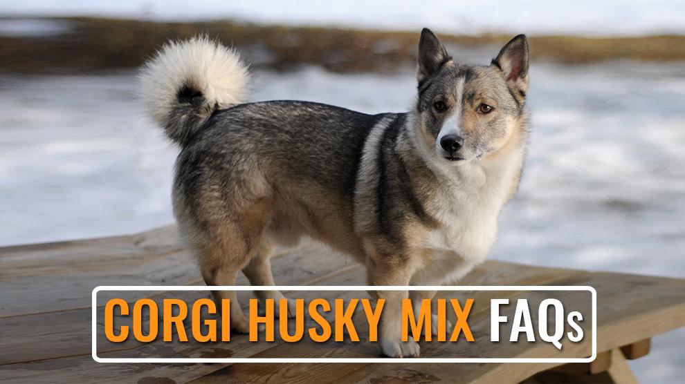 Corgi Husky Mix FAQs - Frequently Asked Questions Answered - Petmoo