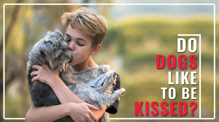 Do Dogs Like To Be Kissed? - Petmoo