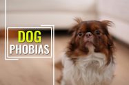 Phobias In Dogs