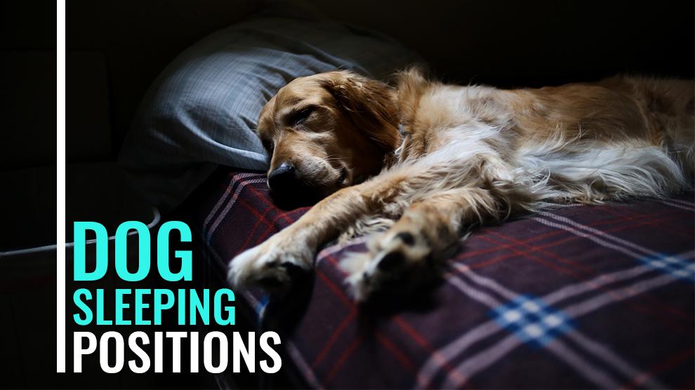 what your dogs sleeping position reveals about its character