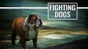 Fighting Dogs