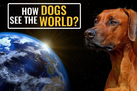 How Dogs See The World?